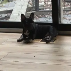 Female French Bulldog Puppy