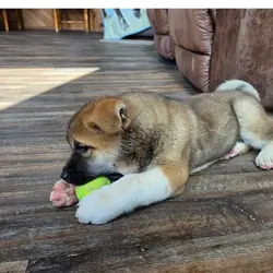 Akita Puppies For Sale