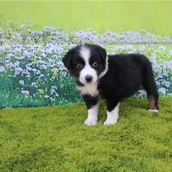 Australian Shepherds Puppies For Sale