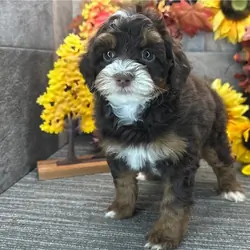 Bernedoodle Puppies For Sale