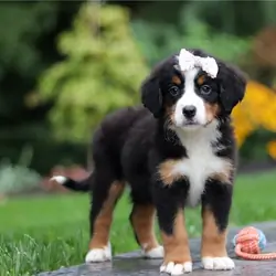 Bernese Mountain Dog Puppies For Sale