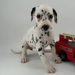 Dalmatian Puppies For Sale