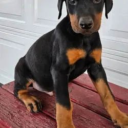 Doberman Pinscher Puppies