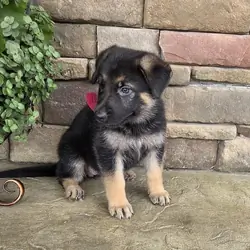 Big Bones German Shepherds Puppies