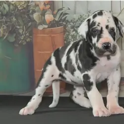 Great Dane Puppies For Sale