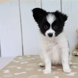Papillon Puppies For Sale