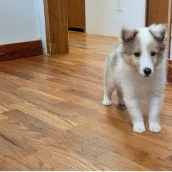 Shetland Sheepdog Puppies For Sale