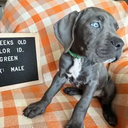 Puppies- Cane Corso