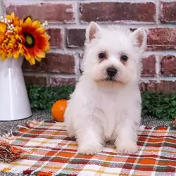 West Highland White Terrier Puppies For Sale