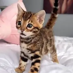 Bengal Kittens For Sale Now