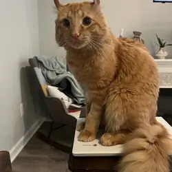 Maine Coon Highlander Lynx