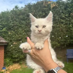 Maine Coon  red silver