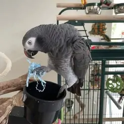 Healthy 12-month-Old African Grey Parrot – Male