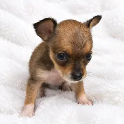 Female Chihuahua Puppy