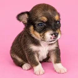 Female Chihuahua Puppy