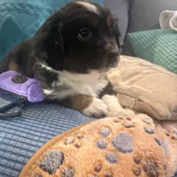 Female Miniature Aussies puppies!