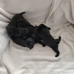 Pug puppies