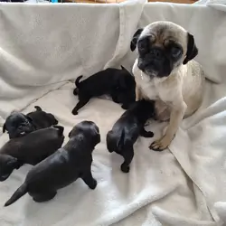 Pug puppies