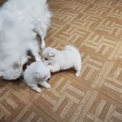 American Eskimo Puppies