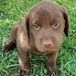 Labrador Retriever Puppies 7 weeks old today 10/2