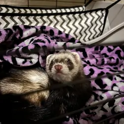 ferret