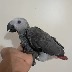 congo african grey