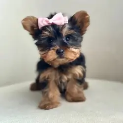 Yorkshire Terrier puppies