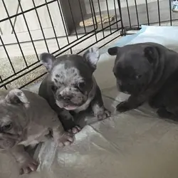 3 frenchies