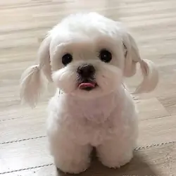 Two Teacup Maltese Puppies Needs a New Family