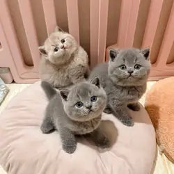 Male and female British Short hair kittens