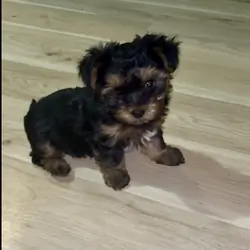 Yorkipoo