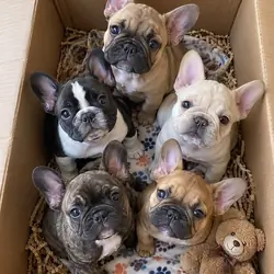 French bulldog puppies