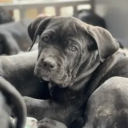 Cane Corso Puppies