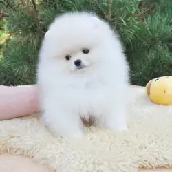 Priceless White Pomeranian Puppy For  Adoption