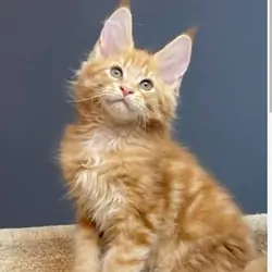 Maine Coon Kittens Available