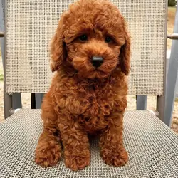 Toy poodle puppies Available