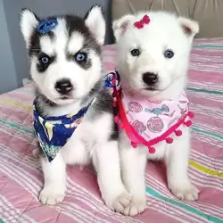 Siberian Husky puppies For Adoption