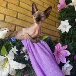 16wk  Female chocolate point sphynx