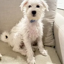 1 Male Hypoallergenic Puppy