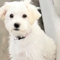 Female Maltipoo × Schnoodle Puppy