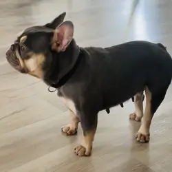 French Bulldog