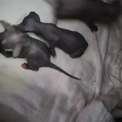 Hairless kitten