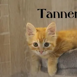 lovely orange boy kitten