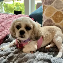 Shih Tzu