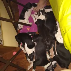 Boston Terrier Puppies