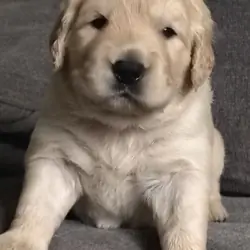 "Coraline" AKC Golden retriever female