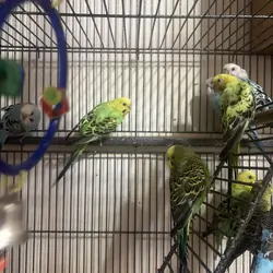Parakeets (Budgies)