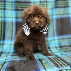 Bentley
