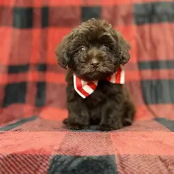 Bryant