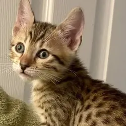 Egyptian Mau Kittens For Sale